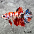 MULTICOLOR ORANGE TIGER GALAXY CROWNTAIL FEMALE #LA.247