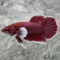SALAMANDER DUMBO EARS HMPK FEMALE #LA.327