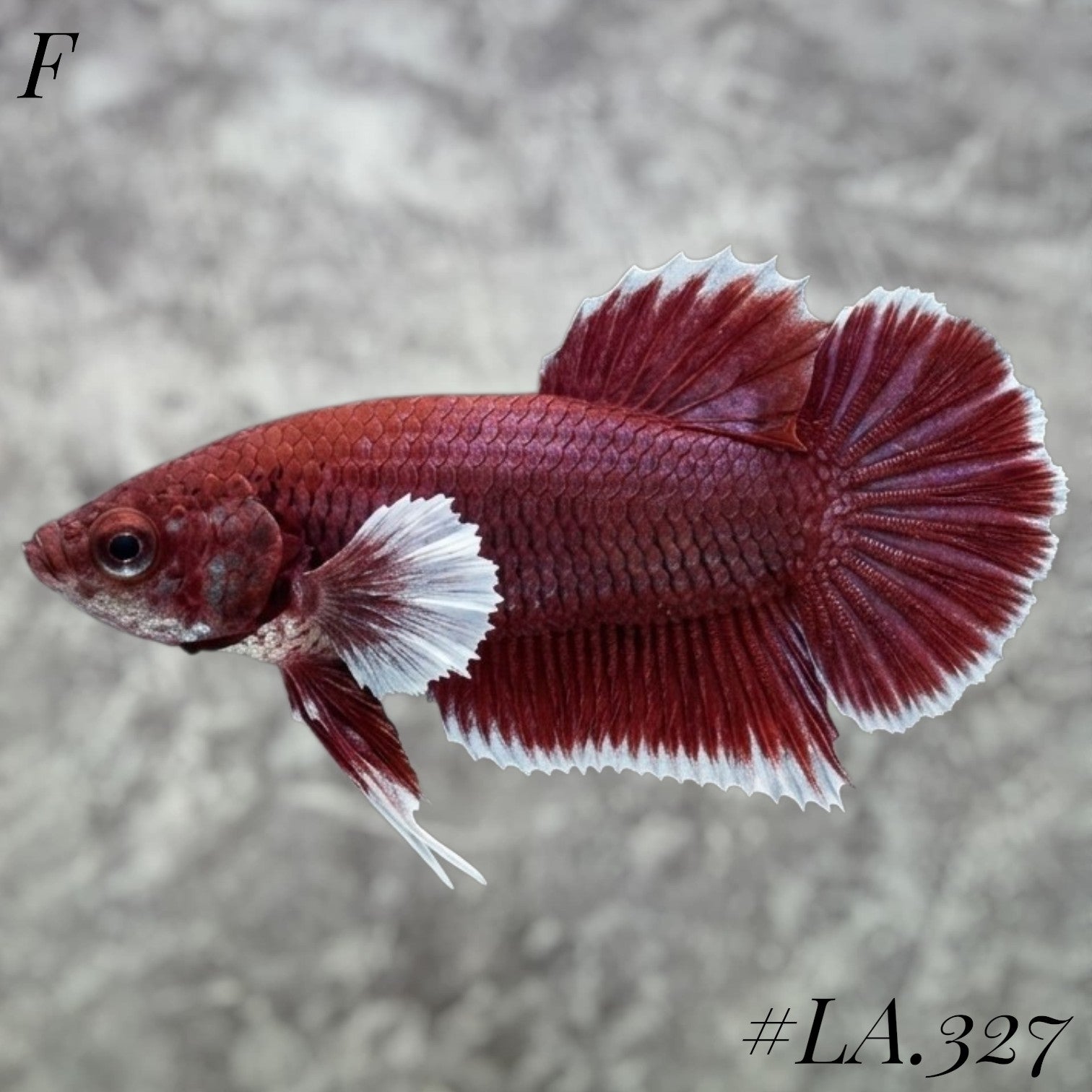 SALAMANDER DUMBO EARS HMPK FEMALE #LA.327