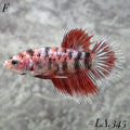 MULTICOLOR RED GALAXY FULL EGG CROWNTAIL FEMALE #LA.345