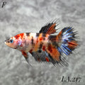 MULTICOLOR ORANGE TIGER GALAXY CROWNTAIL FEMALE #LA.217