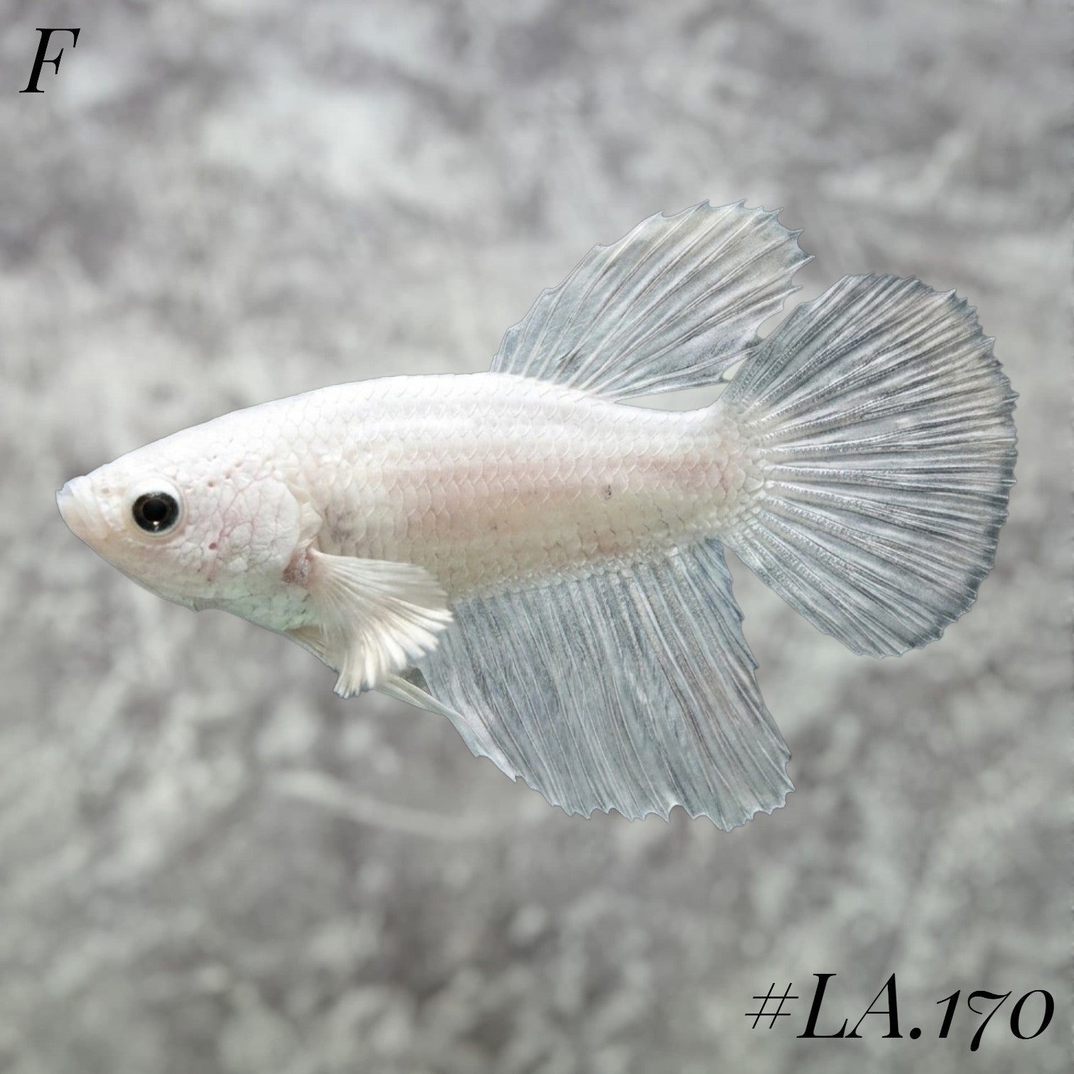 WHITE PLATINUM HALFMOON FEMALE #LA.170