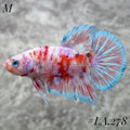BARONGSAI PURPLE RED SHIMER GOLD GALAXY HMPK MALE #LA.278