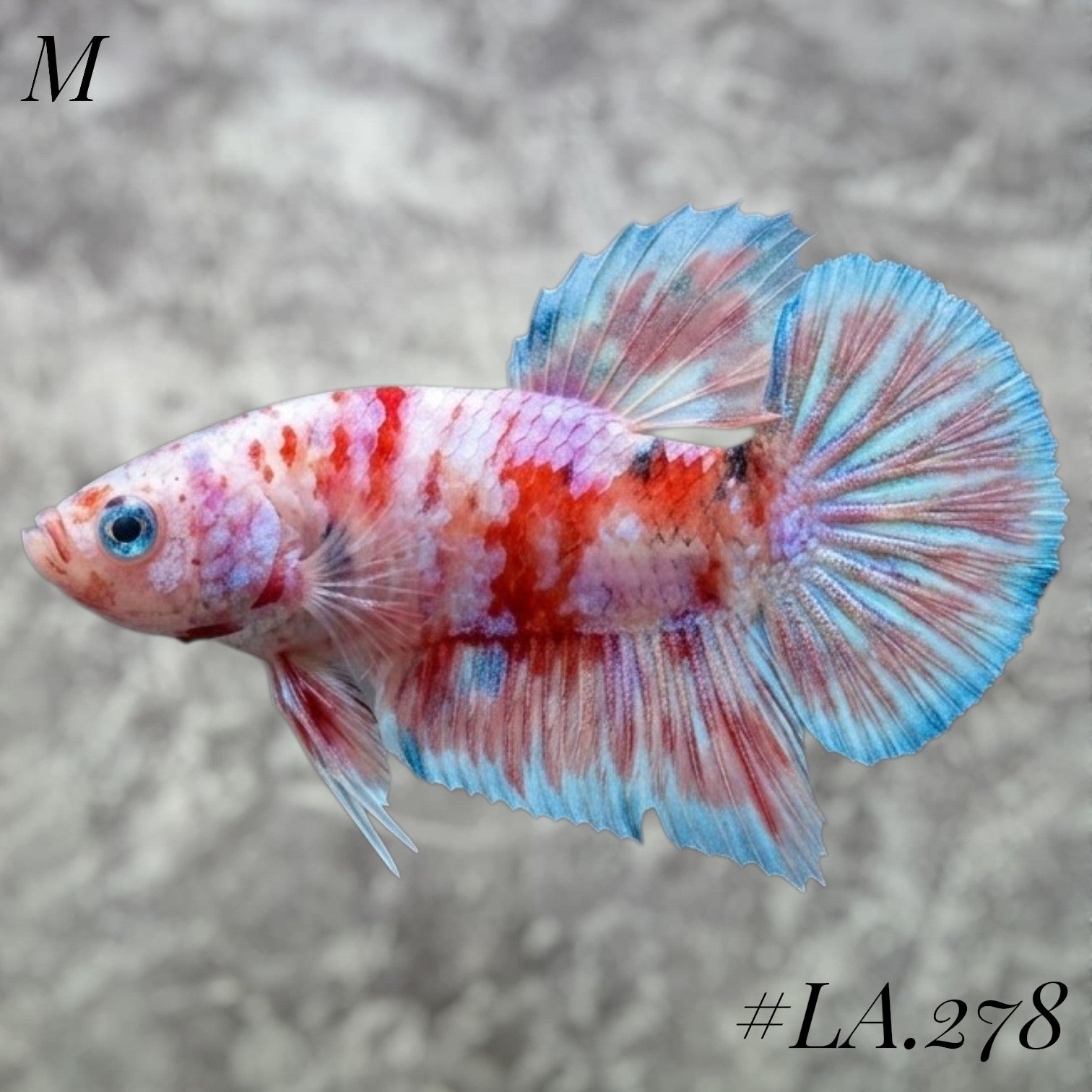 BARONGSAI PURPLE RED SHIMER GOLD GALAXY HMPK MALE #LA.278