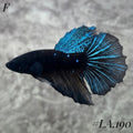 RARE AVATAR BLUESTAR GALAXY HALFMOON FEMALE #LA.190
