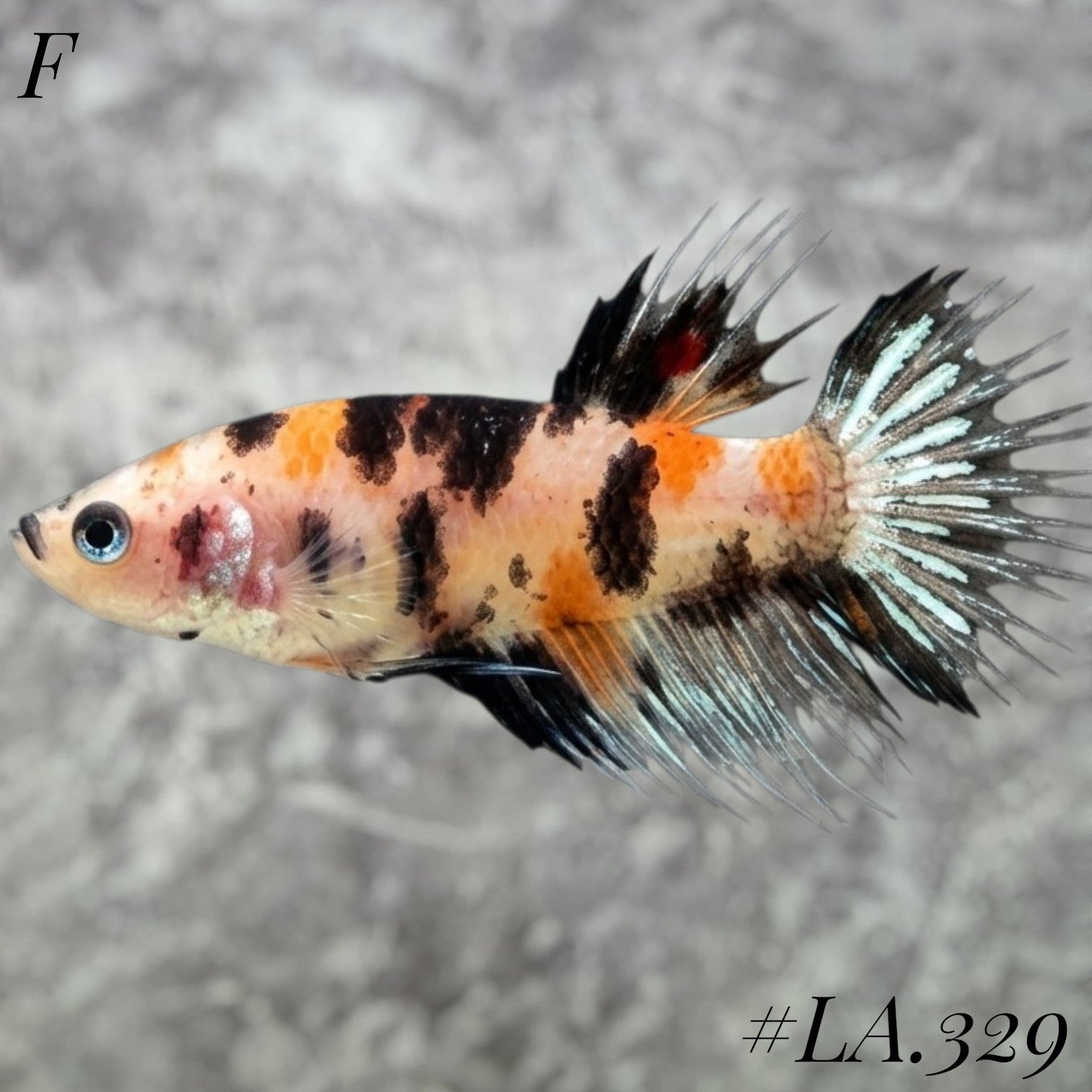 MULTICOLOR BLACKTIGER GALAXY FEMALE #LA.329
