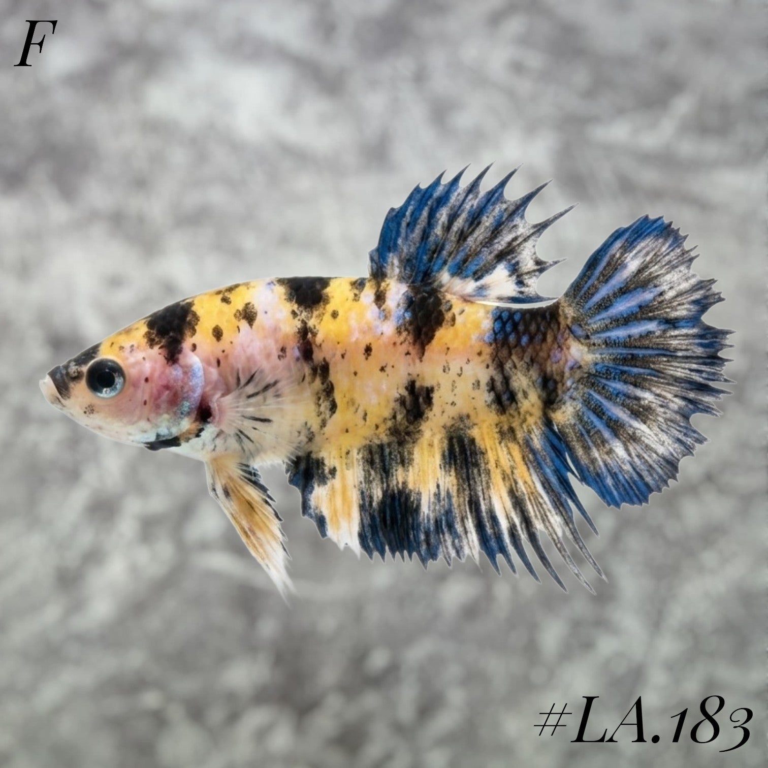 MULTICOLOR YELLOW LEMON BLUE GALAXY NEMO CROWNTAIL FEMALE #LA.183