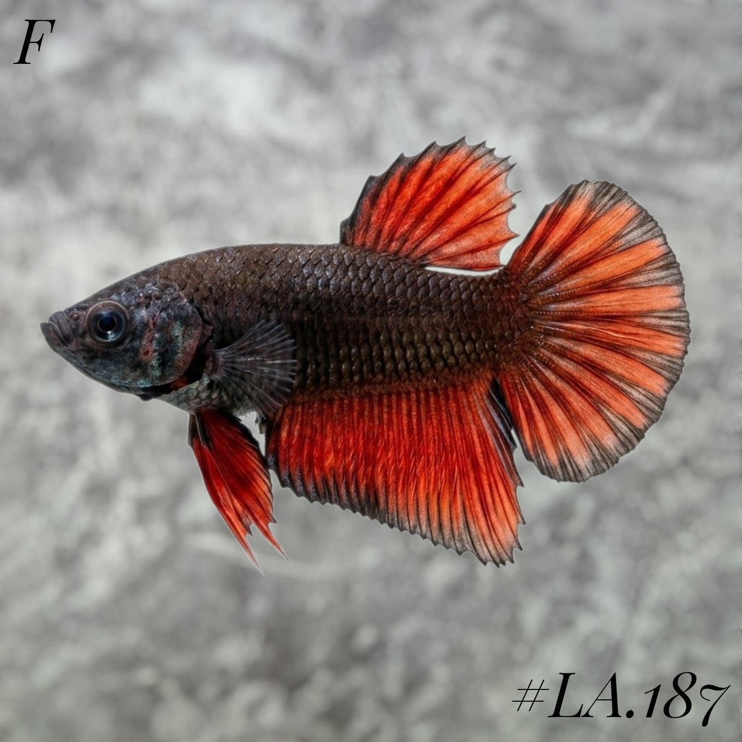 RARE AVATAR BLACK VAMPIRE STARTAIL HALFMOON FEMALE #LA.187