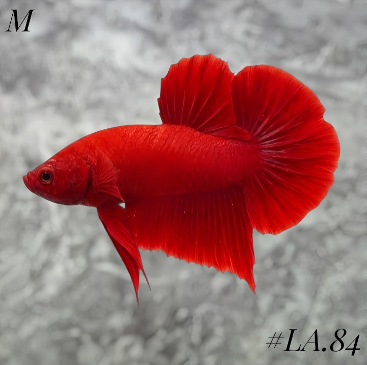SOLID SUPER RED HMPK MALE #LA.84