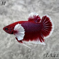 PURPLE LAVENDER BUTTERFLY DUMBO EARS HMPK MALE #LA.42