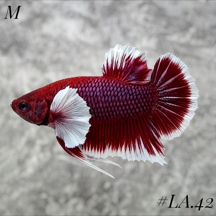 PURPLE LAVENDER BUTTERFLY DUMBO EARS HMPK MALE #LA.42