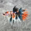 MULTICOLOR ORANGE TIGER GALAXY CROWNTAIL MALE #LA.224