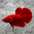 SOLID SUPER RED HMPK MALE #LA.46
