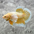 SOFT GOLD BUTTERFLY DUMBO EARS HMPK MALE #LA.85