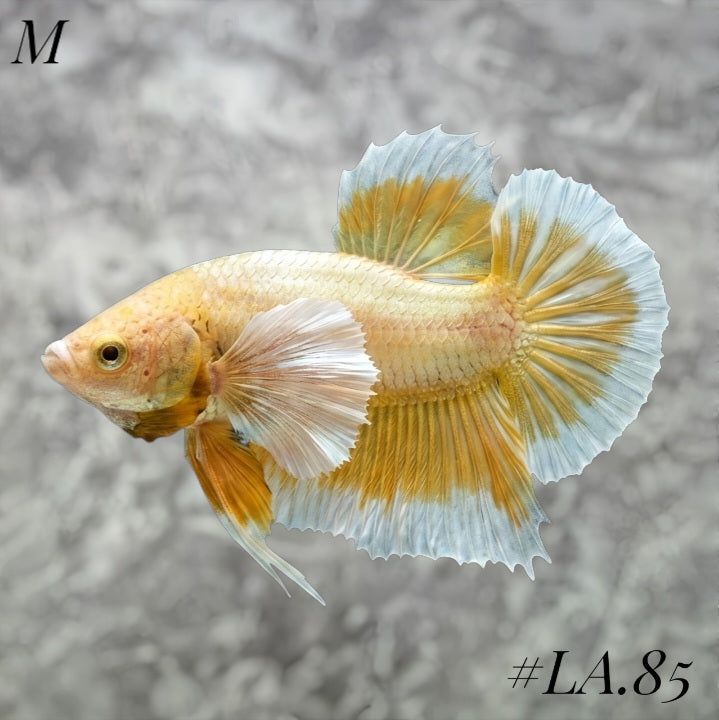 SOFT GOLD BUTTERFLY DUMBO EARS HMPK MALE #LA.85