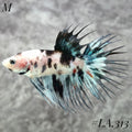 MULTICOLOR BLUE NEMO GALAXY CROWNTAIL MALE #LA.313