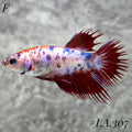MULTICOLOR LEOPARD RED GALAXY CROWNTAIL FEMALE #LA.307