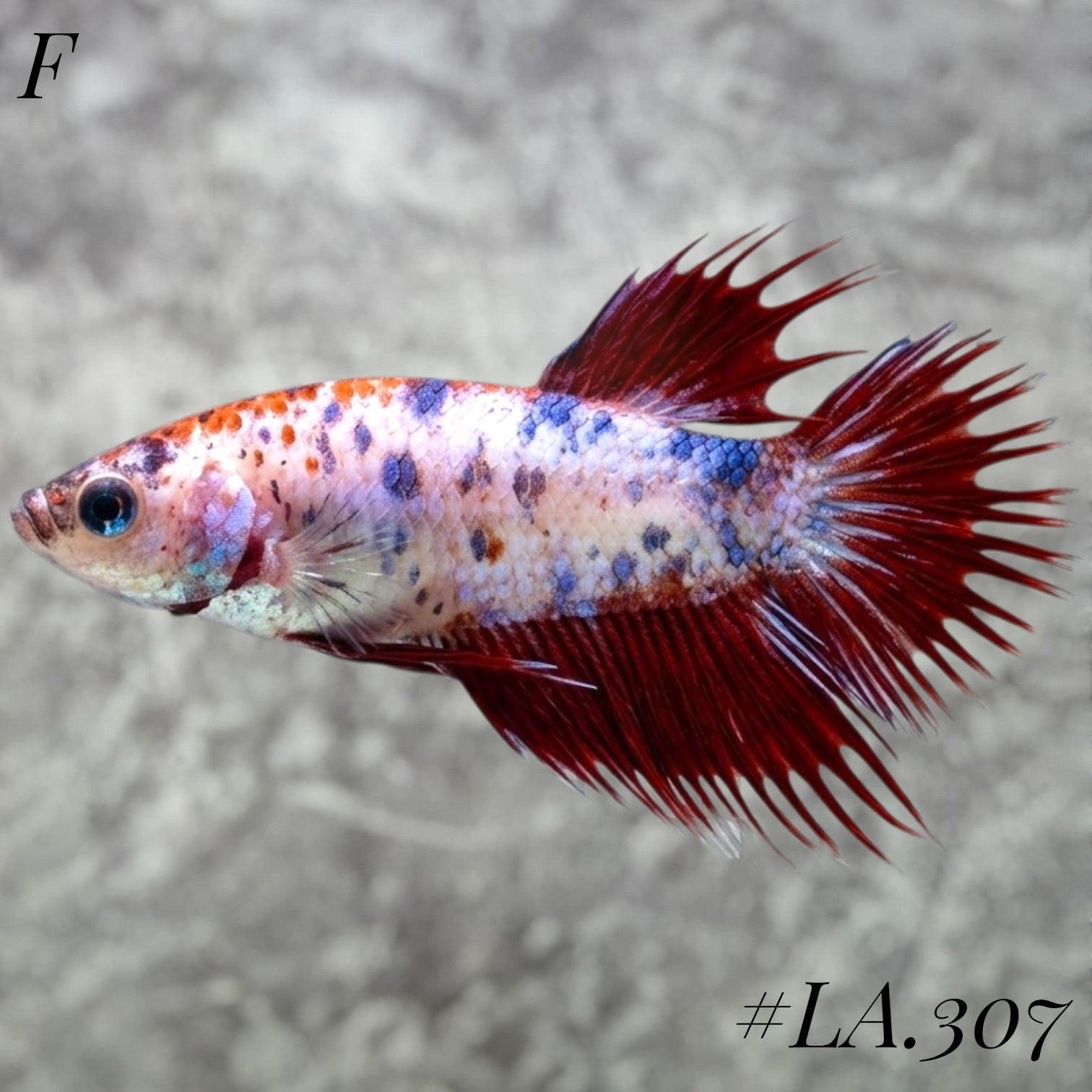 MULTICOLOR LEOPARD RED GALAXY CROWNTAIL FEMALE #LA.307