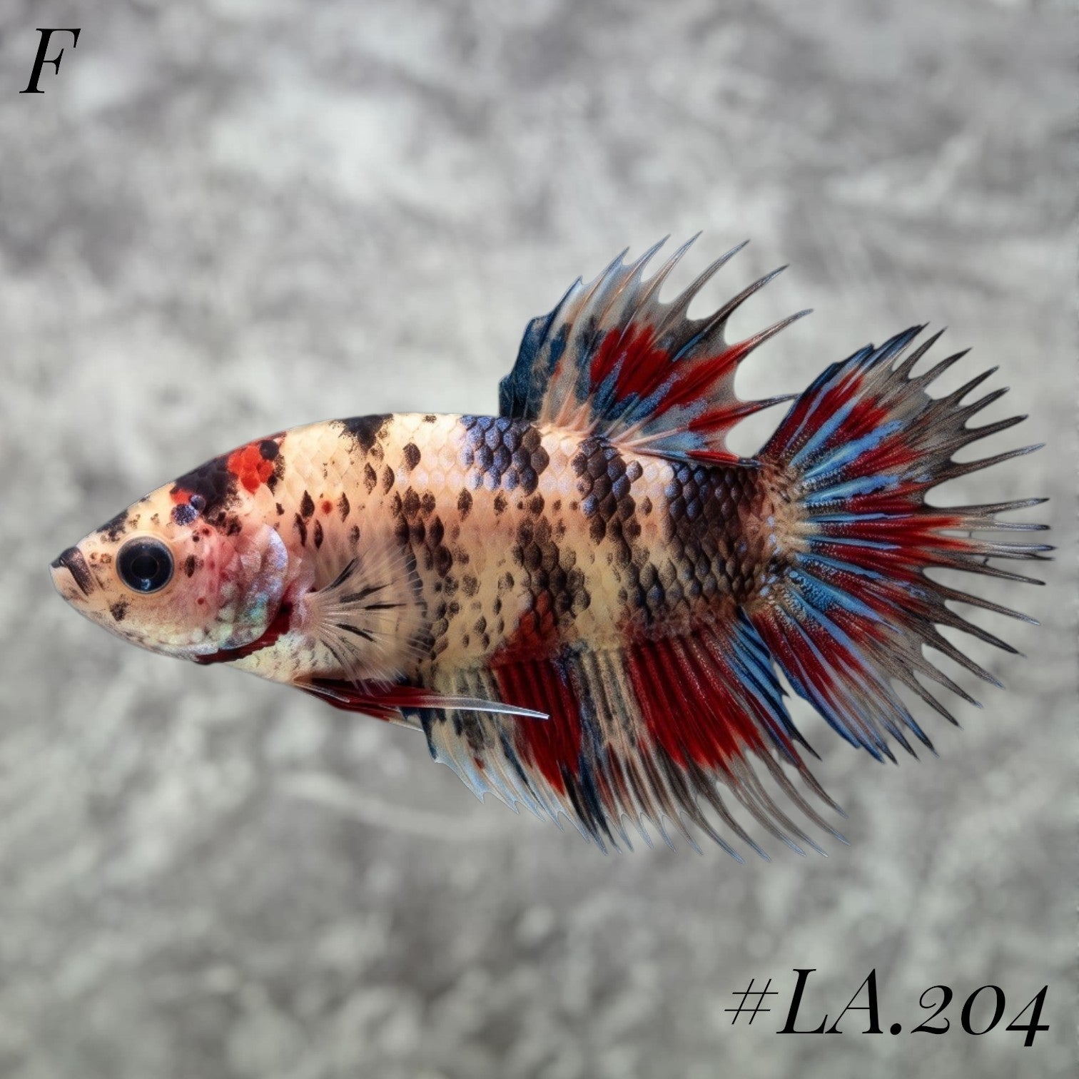MULTICOLOR ORANGE TIGER NEMO GALAXY CROWNTAIL FEMALE #LA.204