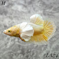 SOFT GOLD BUTTERFLY DUMBO EARS HMPK MALE #LA.74