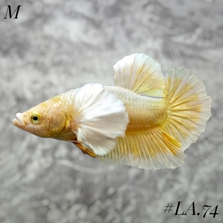 SOFT GOLD BUTTERFLY DUMBO EARS HMPK MALE #LA.74