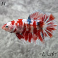 BARONGSAI GOLD PURPLE GOLD STAR TAIL SHIMER GOLD HMPK MALE  #LA.267