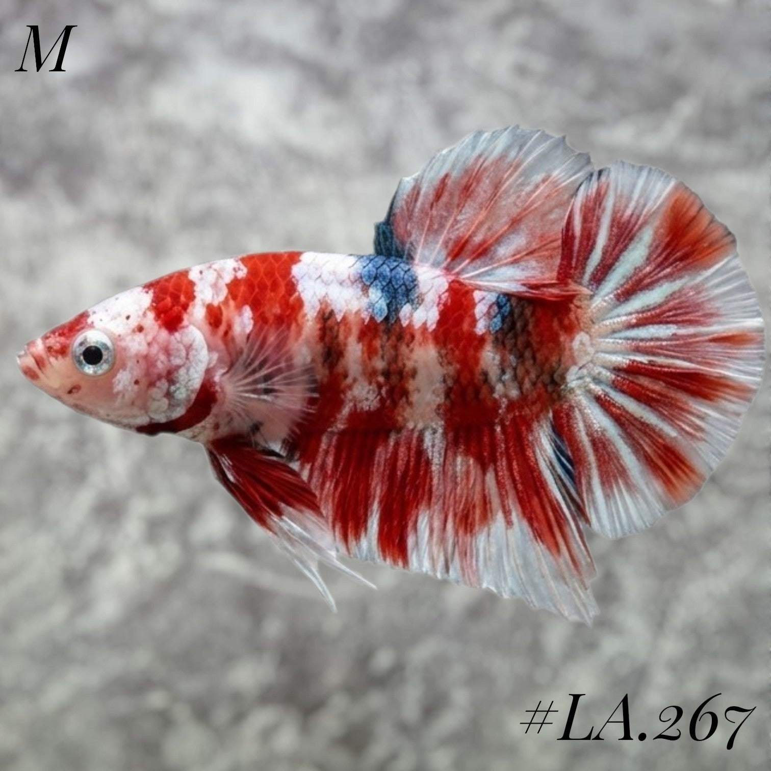 BARONGSAI GOLD PURPLE GOLD STAR TAIL SHIMER GOLD HMPK MALE  #LA.267