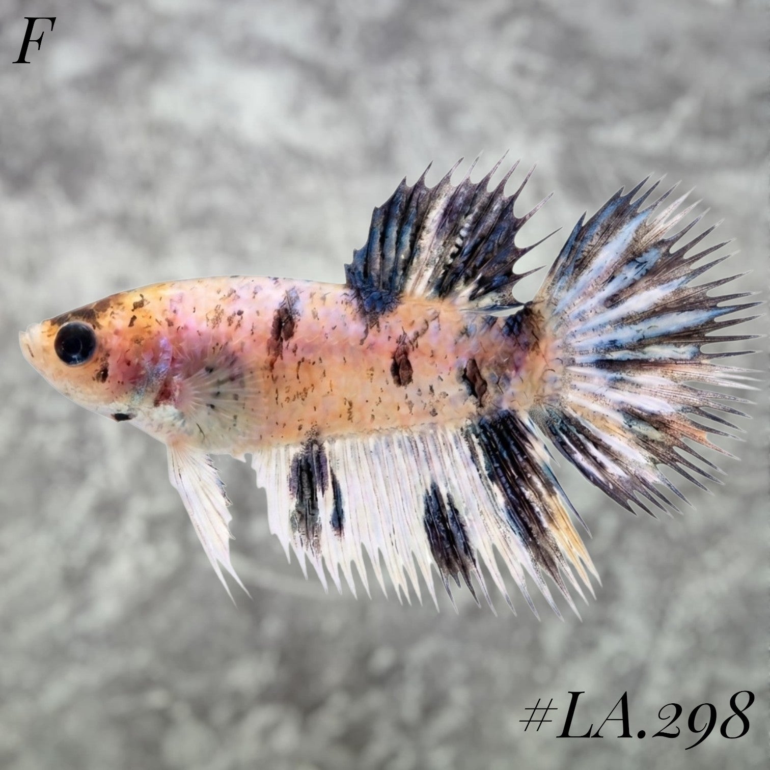 MULTICOLOR BLUE NEMO GALAXY FULL EGG CROWNTAIL FEMALE #LA.298