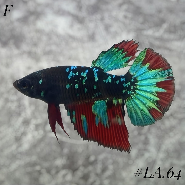 AVATAR BLACKSTAR VAMPIRE HALFMOON FEMALE #LA.64