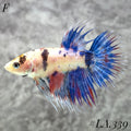 MULTICOLOR BLUE NEMO FULL EGG CROWNTAIL FEMALE #LA.339