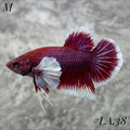 PURPLE LAVENDER BUTTERFLY DUMBO EARS HMPK MALE #LA.38