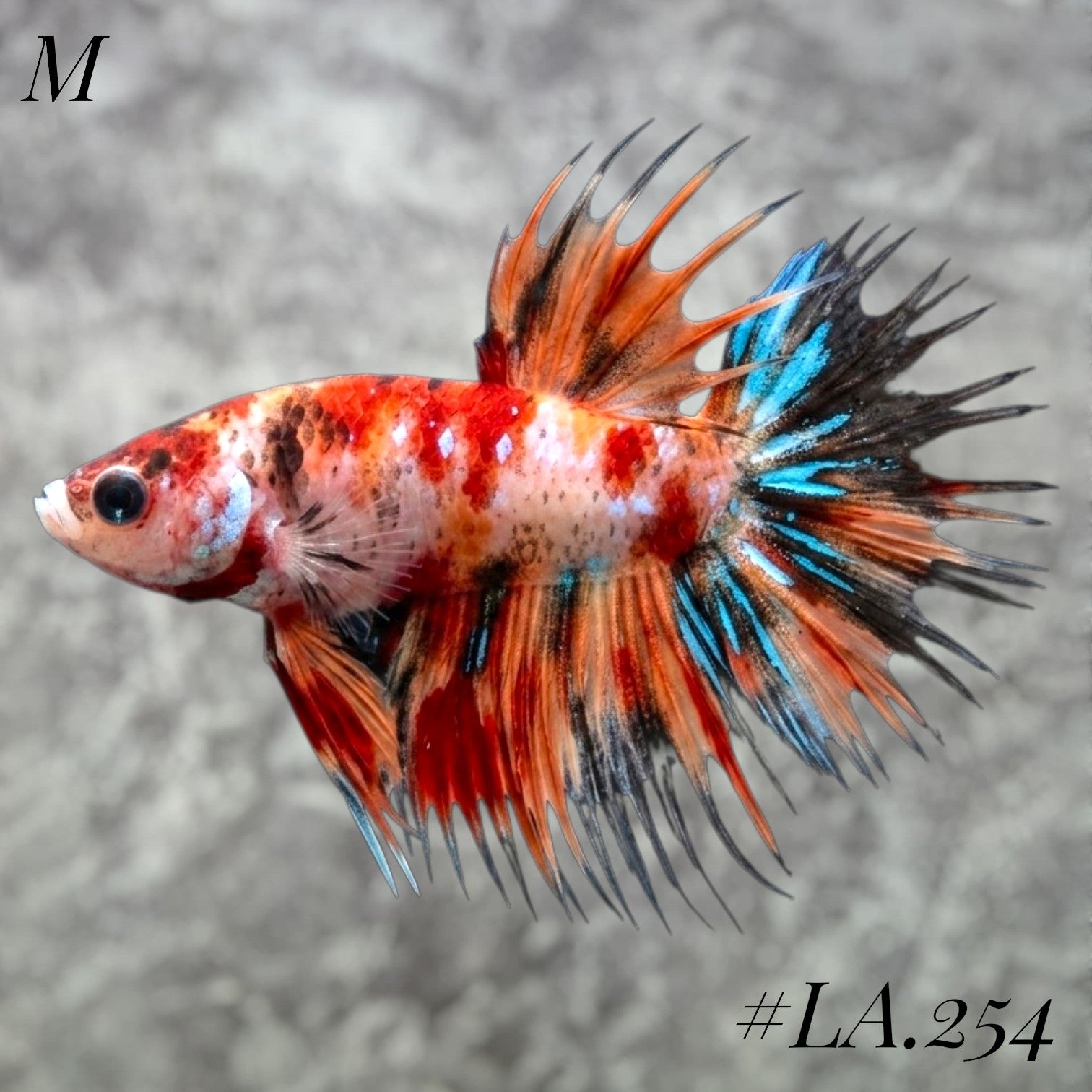 MULTICOLOR ORANGE TIGER GALAXY  CROWNTAIL MALE #LA.254