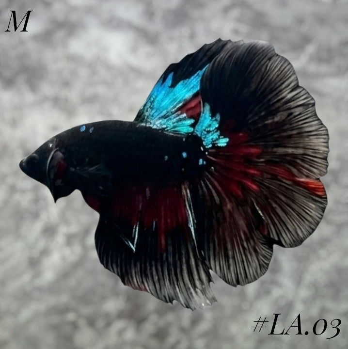AVATAR BLACKSTAR VAMPIRE HALFMOON MALE #LA.03
