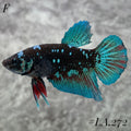 AVATAR TORQOUISE BLACKSTAR FULL EGG HALFMOON FEMALE GALAXY #LA.272