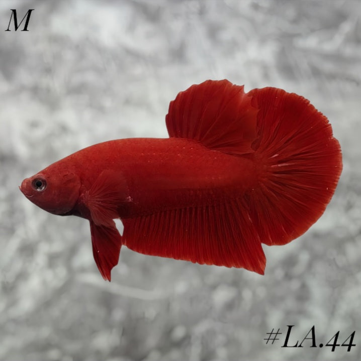 SOLID SUPER RED HMPK MALE #LA.44