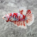WHITE BARONGSAI PURPLE RED GOLD GALAXY SHIMER HMPK MALE #LA.177