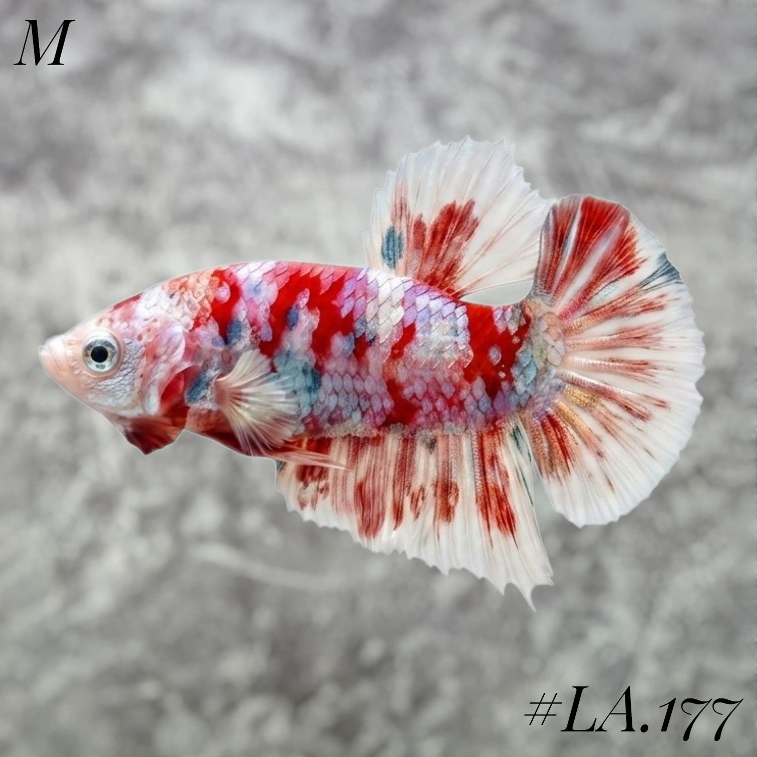 WHITE BARONGSAI PURPLE RED GOLD GALAXY SHIMER HMPK MALE #LA.177