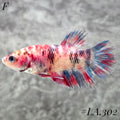 MULTICOLOR BLUE NEMO GALAXY FULL EGG CROWNTAIL FEMALE #LA.302