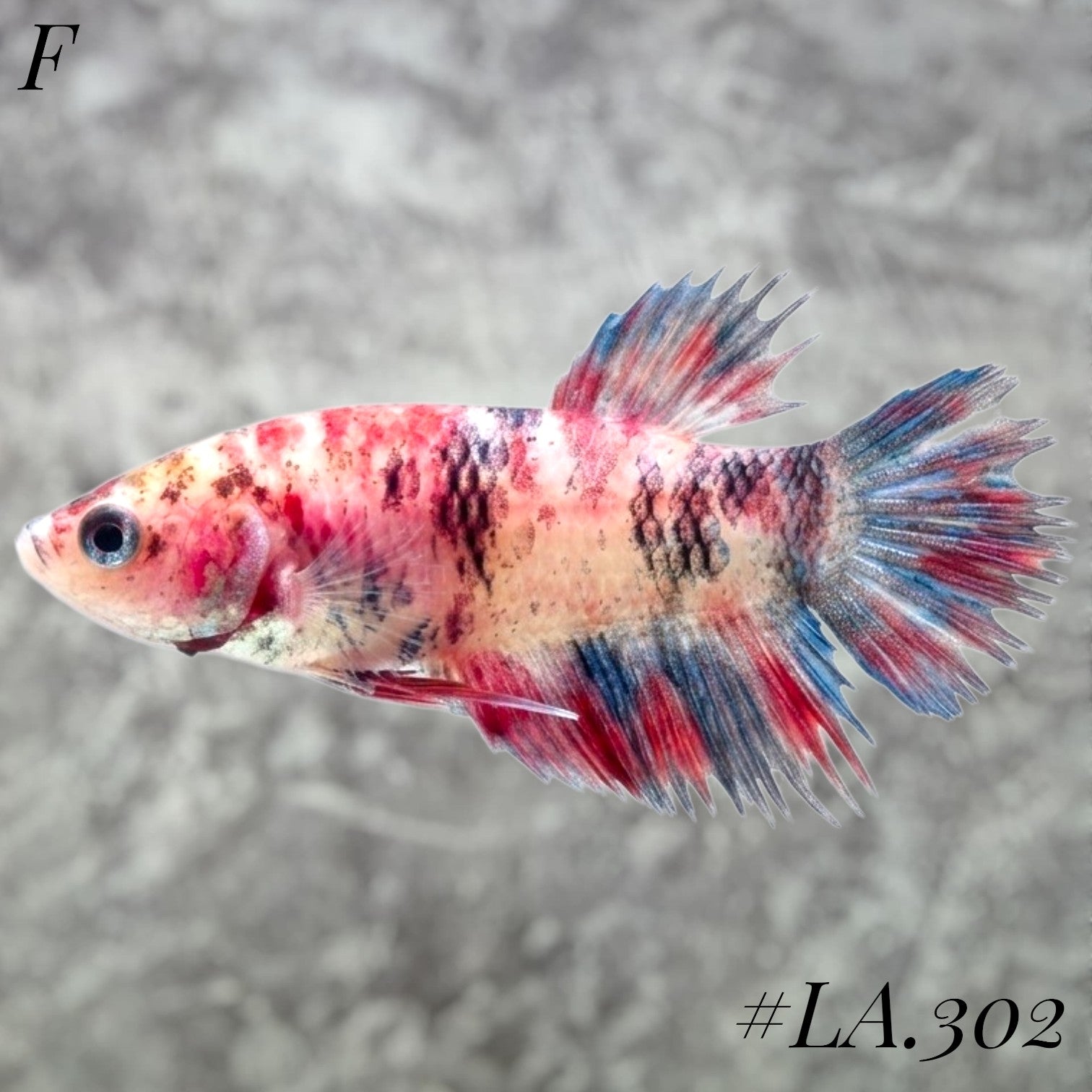 MULTICOLOR BLUE NEMO GALAXY FULL EGG CROWNTAIL FEMALE #LA.302