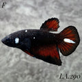AVATAR BLACK VAMPIRE HALFMOON  FEMALE #LA.290