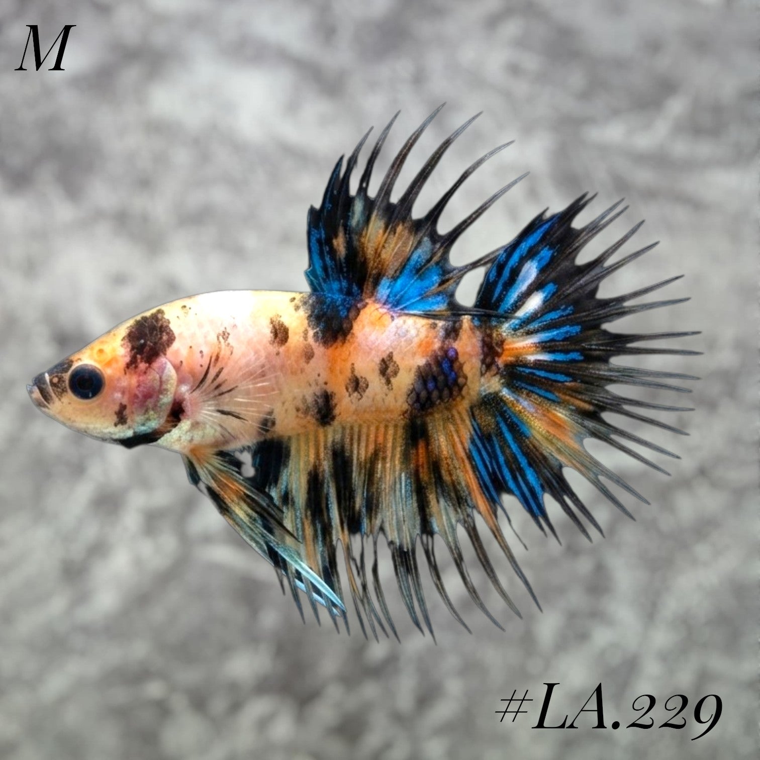 MULTICOLOR YELLOW TIGER GALAXY CROWNTAIL MALE #LA.229