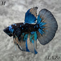 AVATAR BLACKSTAR TURQUOISE HALFMOON MALE #LA.81