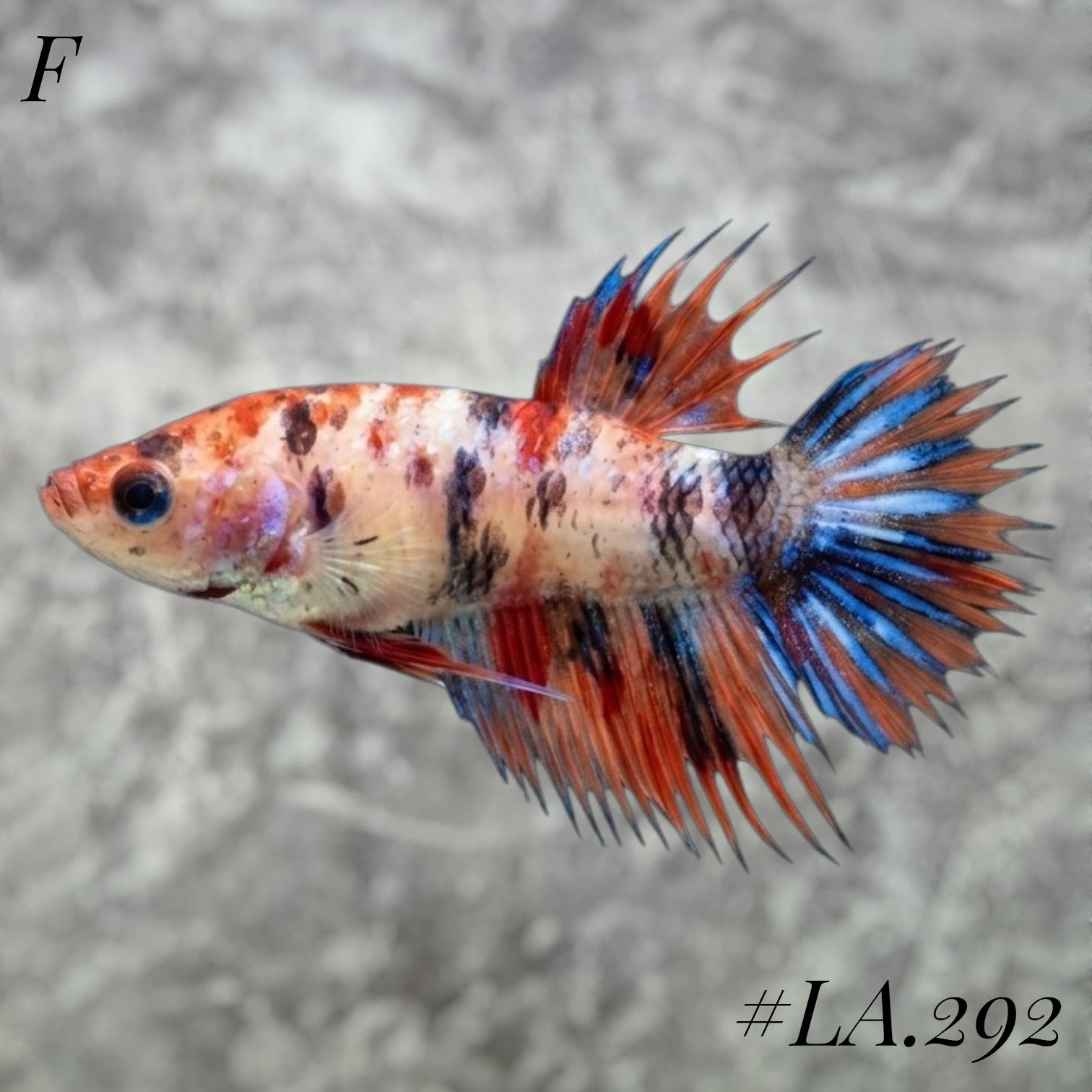 MULTICOLOR LEOPARD ORANGE BLUE GALAXY CROWNTAIL FEMALE #LA.292