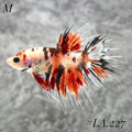 MULTICOLOR ORANGE TIGER GALAXY CROWNTAIL MALE #LA.227