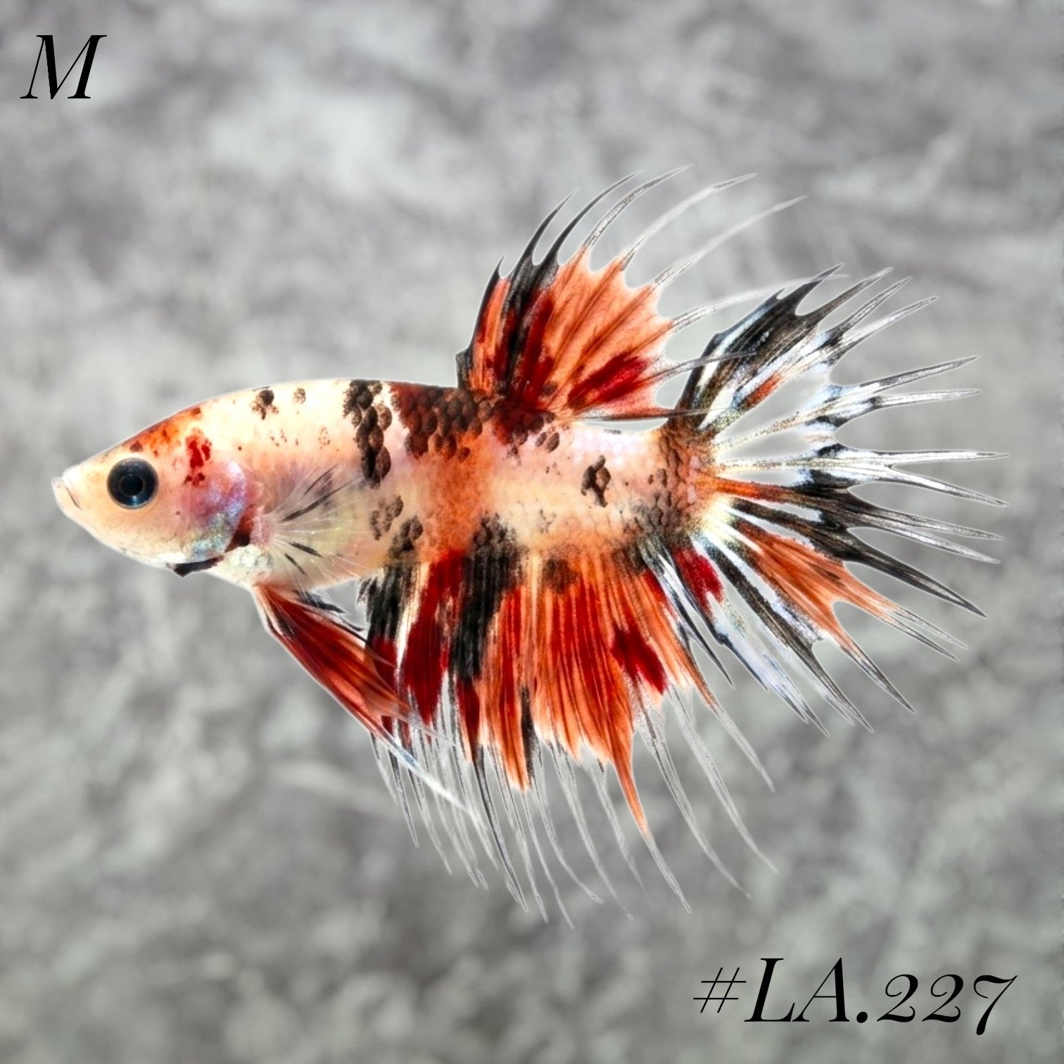 MULTICOLOR ORANGE TIGER GALAXY CROWNTAIL MALE #LA.227