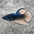 RARE AVATAR BLACKSTAR BANANA HALFMOON FEMALE #LA.182