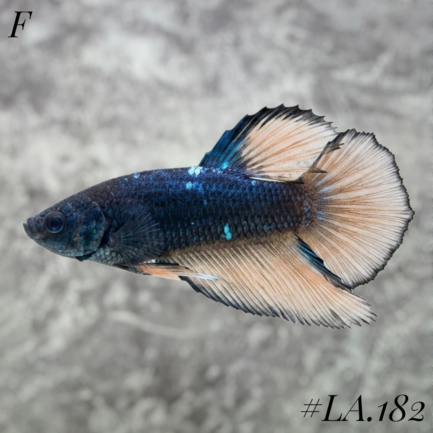 RARE AVATAR BLACKSTAR BANANA HALFMOON FEMALE #LA.182