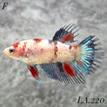 MULTICOLOR YELLOW TIGER GALAXY CROWNTAIL FEMALE #LA.220