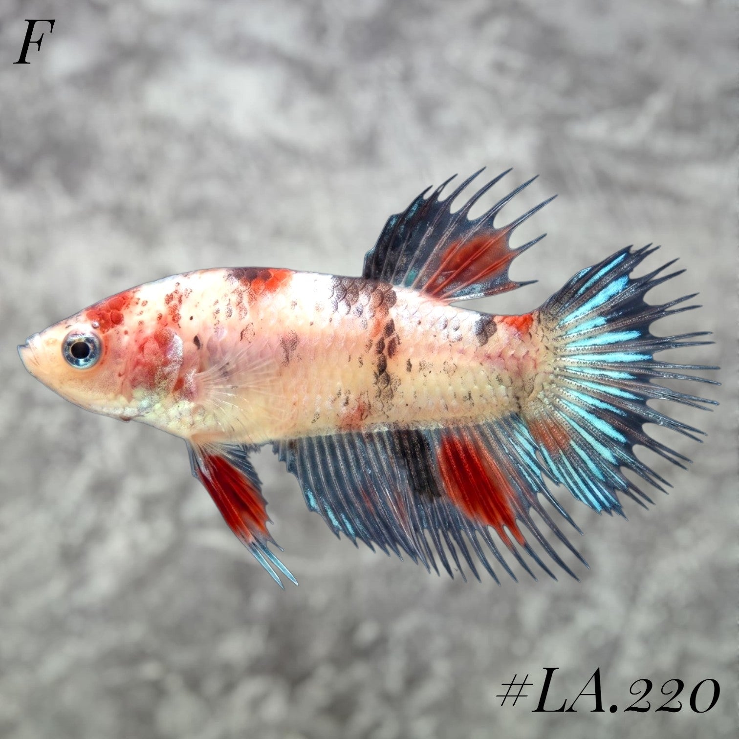 MULTICOLOR YELLOW TIGER GALAXY CROWNTAIL FEMALE #LA.220