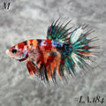 MULTICOLOR ORANGE TIGER GALAXY  CROWNTAIL MALE #LA.184
